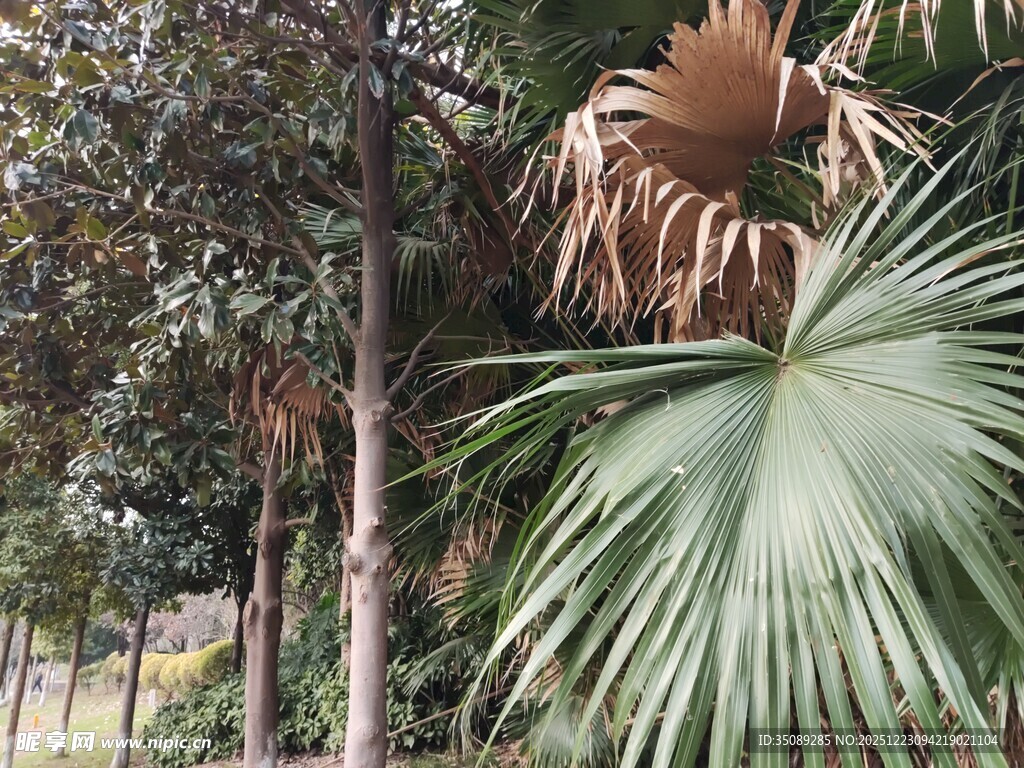 户外棕榈植物景观