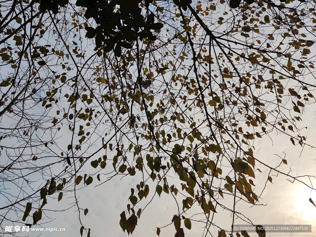 秋日树梢间的斑驳光影