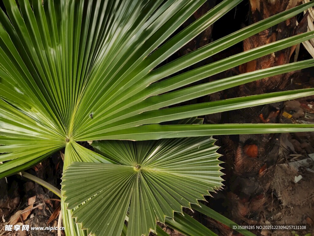 扇形棕榈叶特写