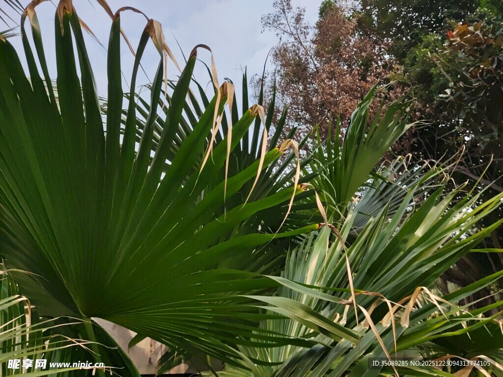 翠绿棕榈叶自然清新景致