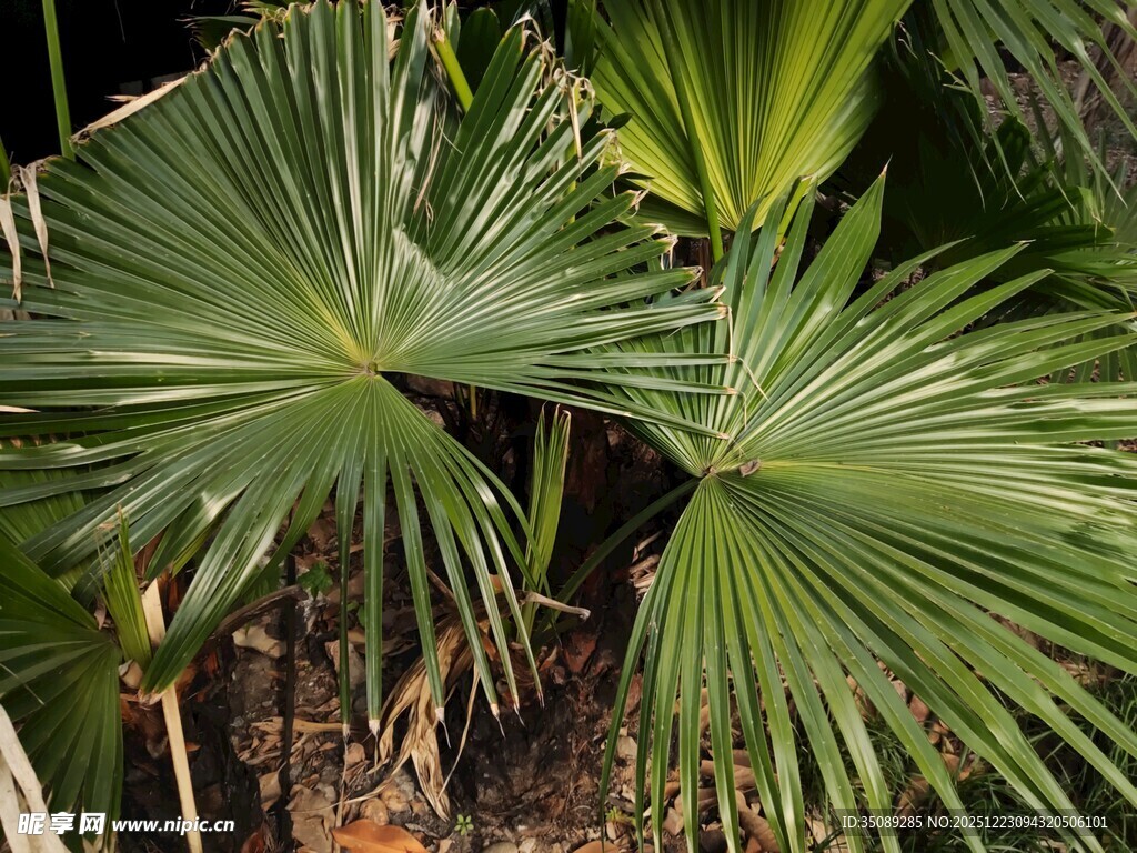 扇形棕榈叶特写