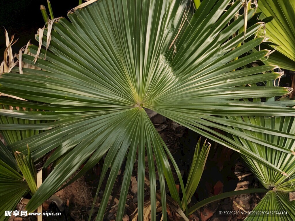 扇形绿叶的棕榈植物