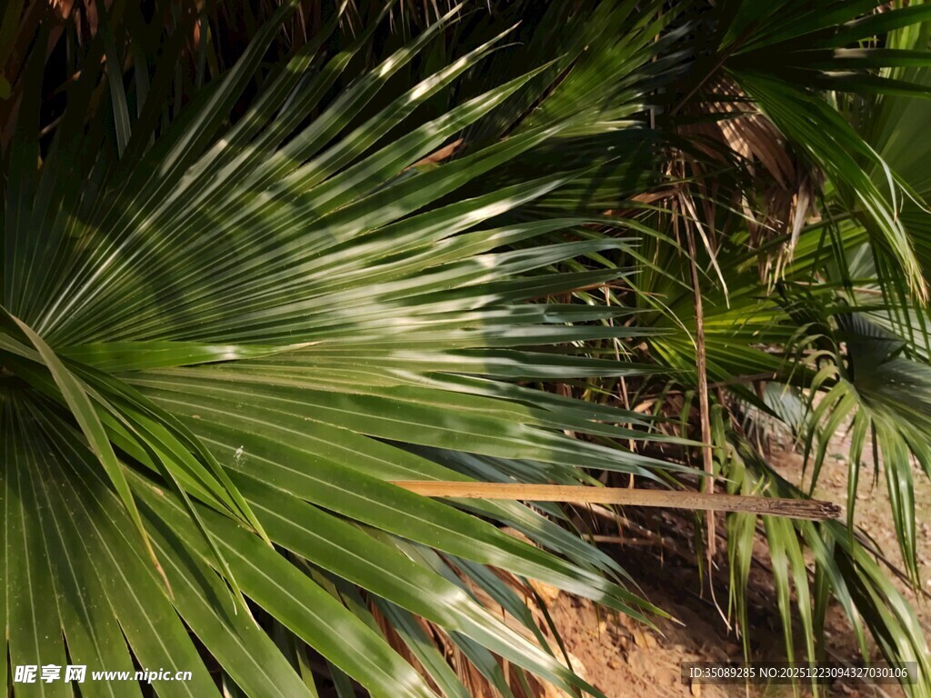 翠绿棕榈叶尽显自然生机