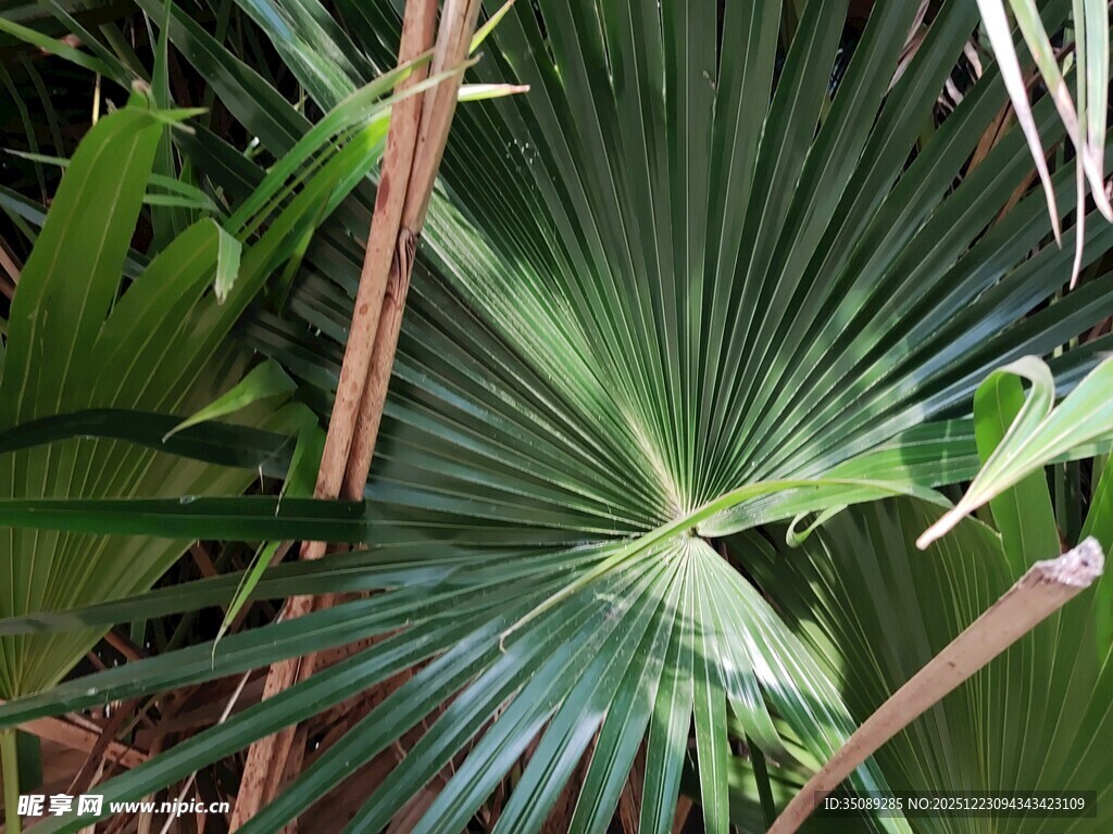 扇形棕榈叶特写