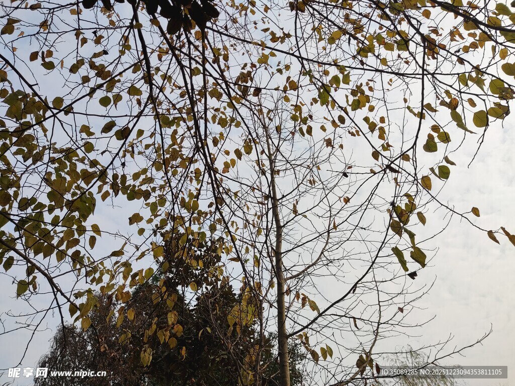 秋日树梢黄叶点缀天际