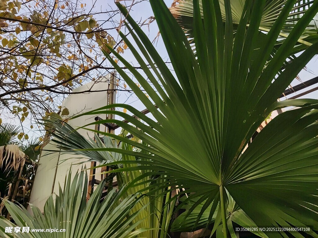 翠绿棕榈叶自然清新景致