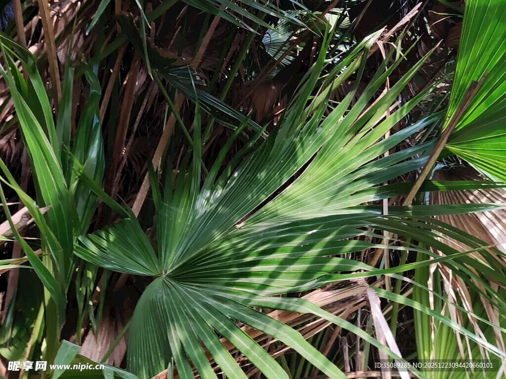 翠绿棕榈叶尽显自然生机
