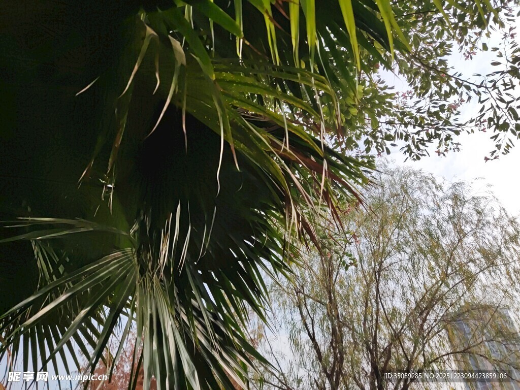 棕榈枝叶下的朦胧景致