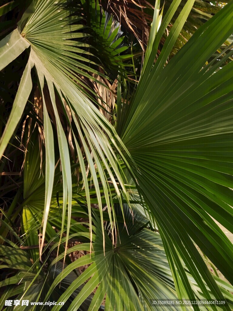 翠绿棕榈叶尽显自然生机