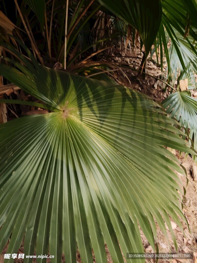 扇形棕榈叶特写