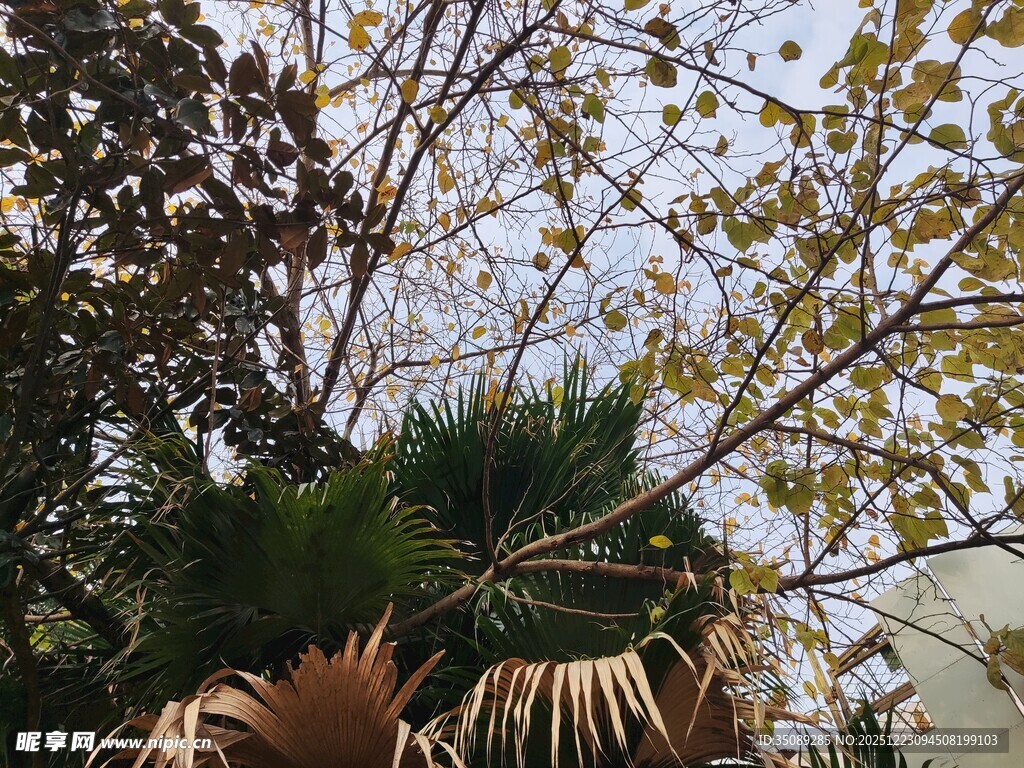 秋日树梢间的斑驳景致