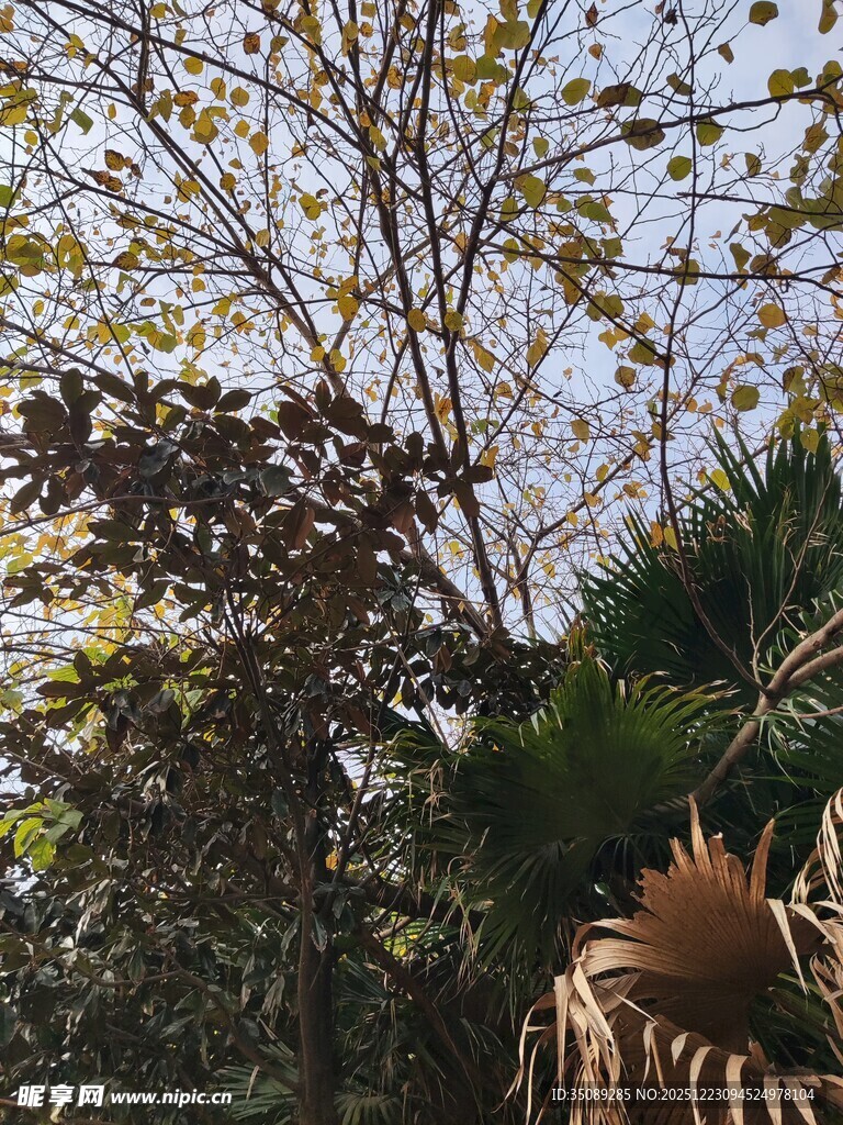 户外树木与植物景观