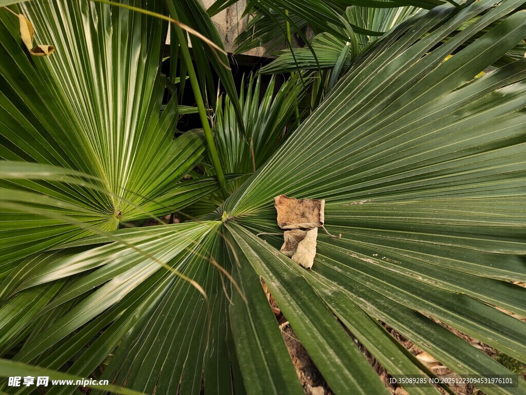 棕榈叶间的可爱猫咪