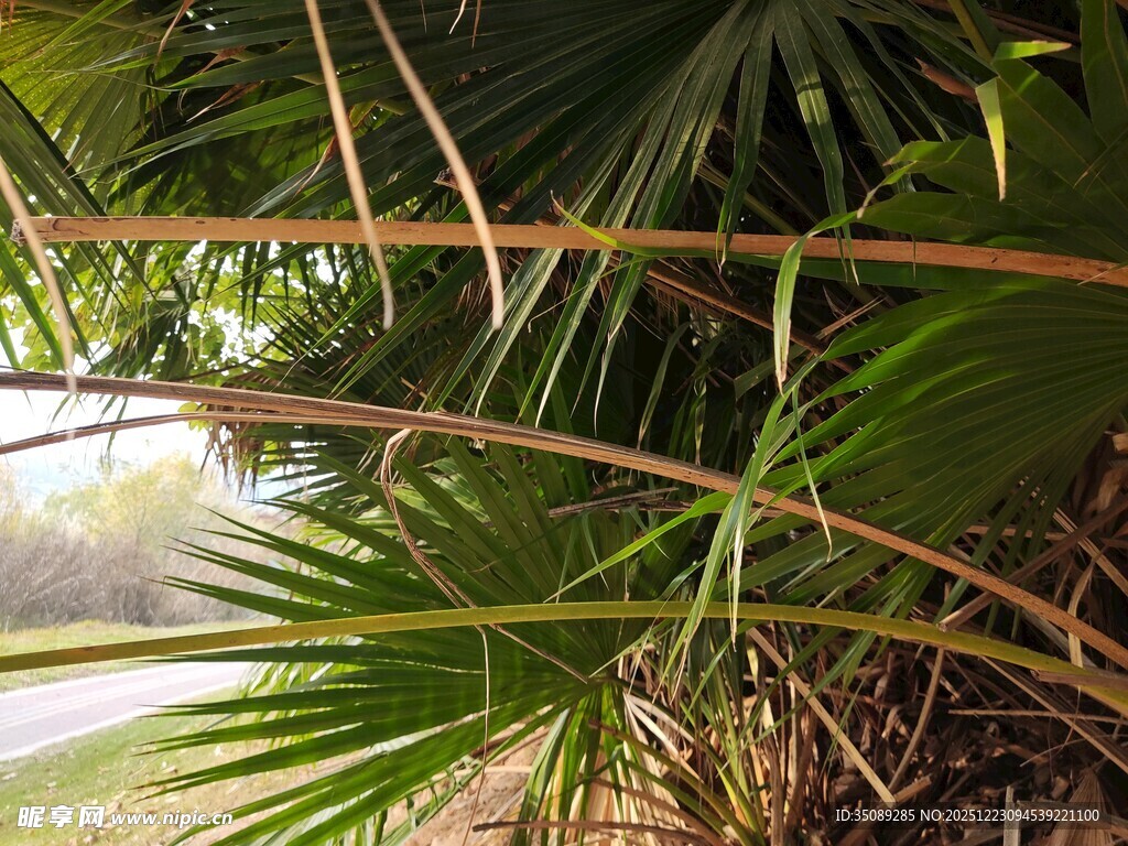 棕榈枝叶下的户外景致