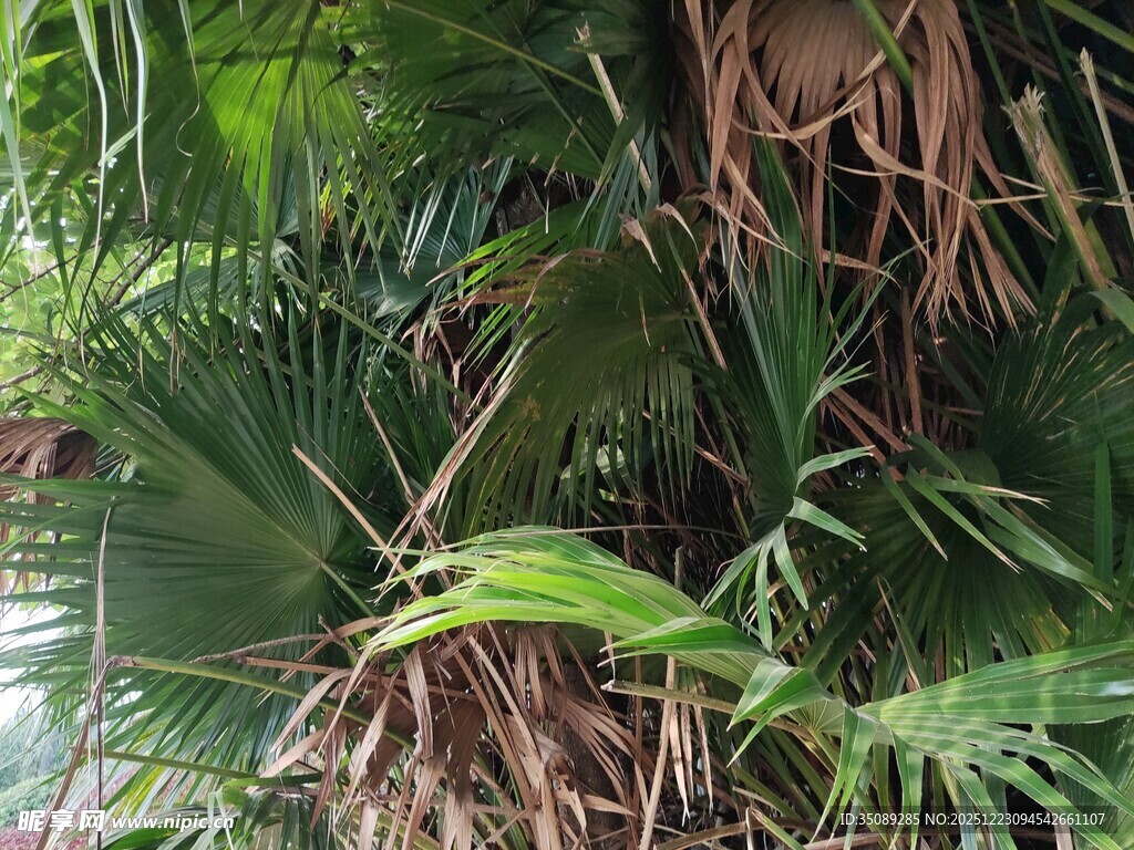 繁茂热带植物景观