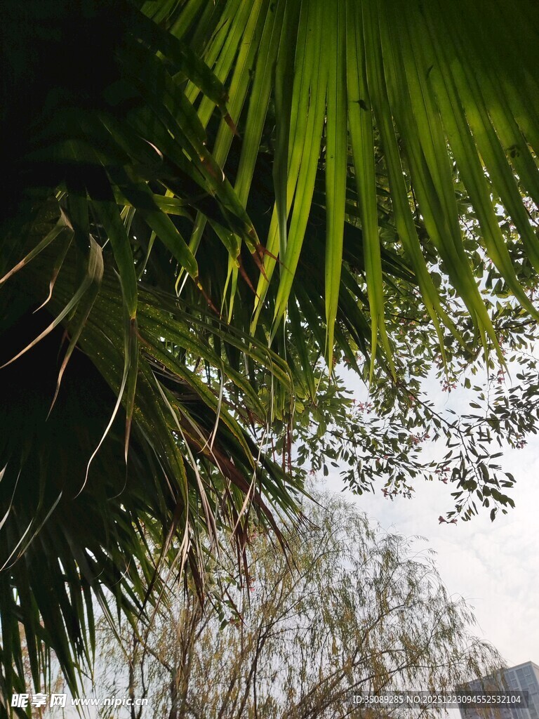 棕榈枝叶下的朦胧景致