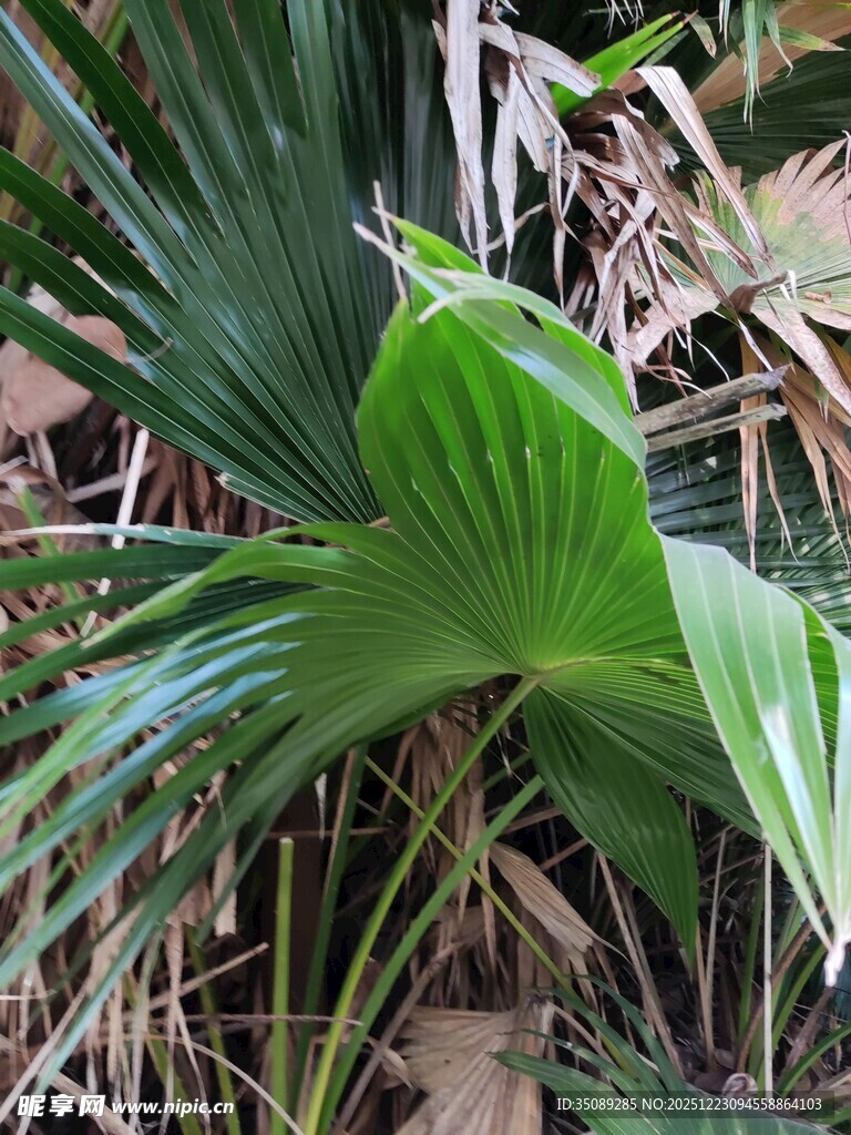 翠绿阔叶植物特写