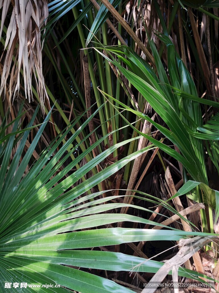 翠绿棕榈叶尽显自然生机