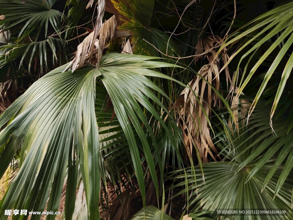 热带棕榈叶景观