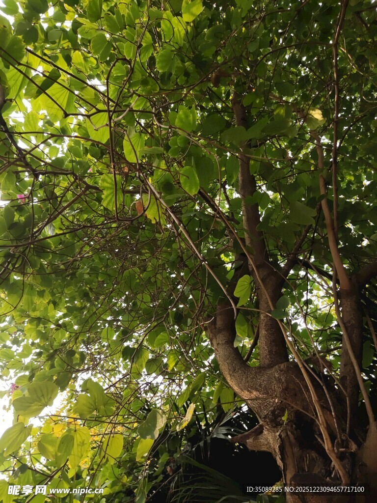 繁茂绿树阳光斑驳景象