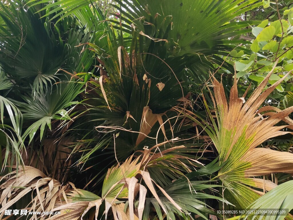 繁茂热带植物景观