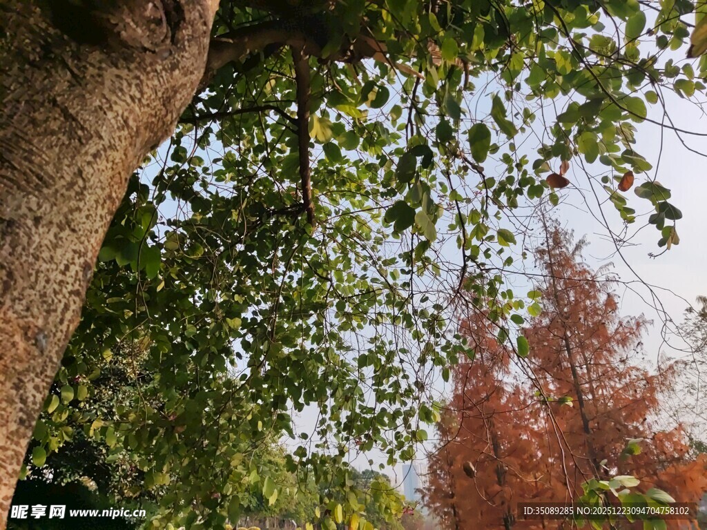 树下景致绿叶红树相映