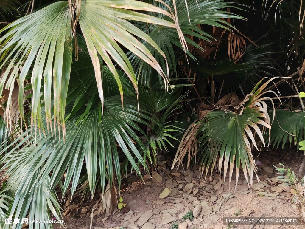 茂密棕叶植物景观