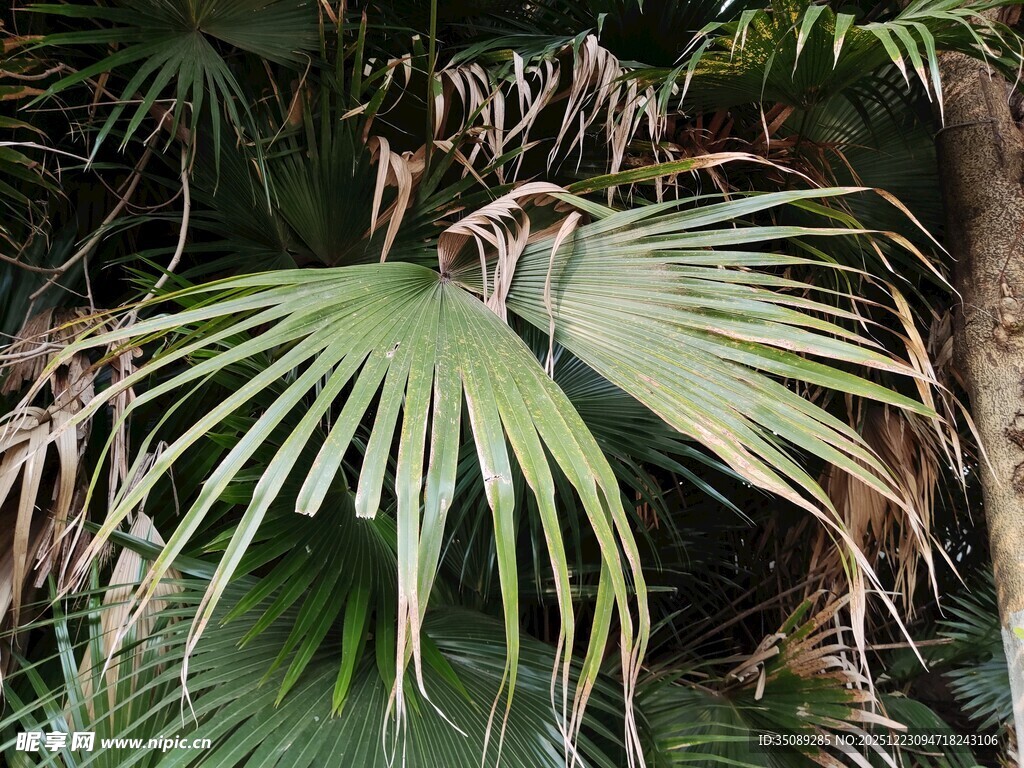 扇形棕榈叶特写