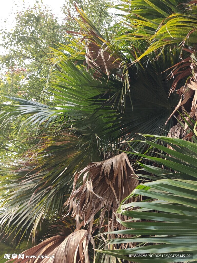 茂密丛林中的热带植物