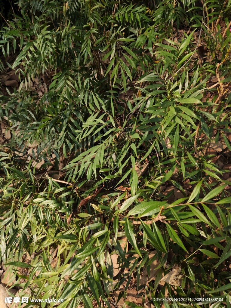 茂密翠绿的热带植物景观