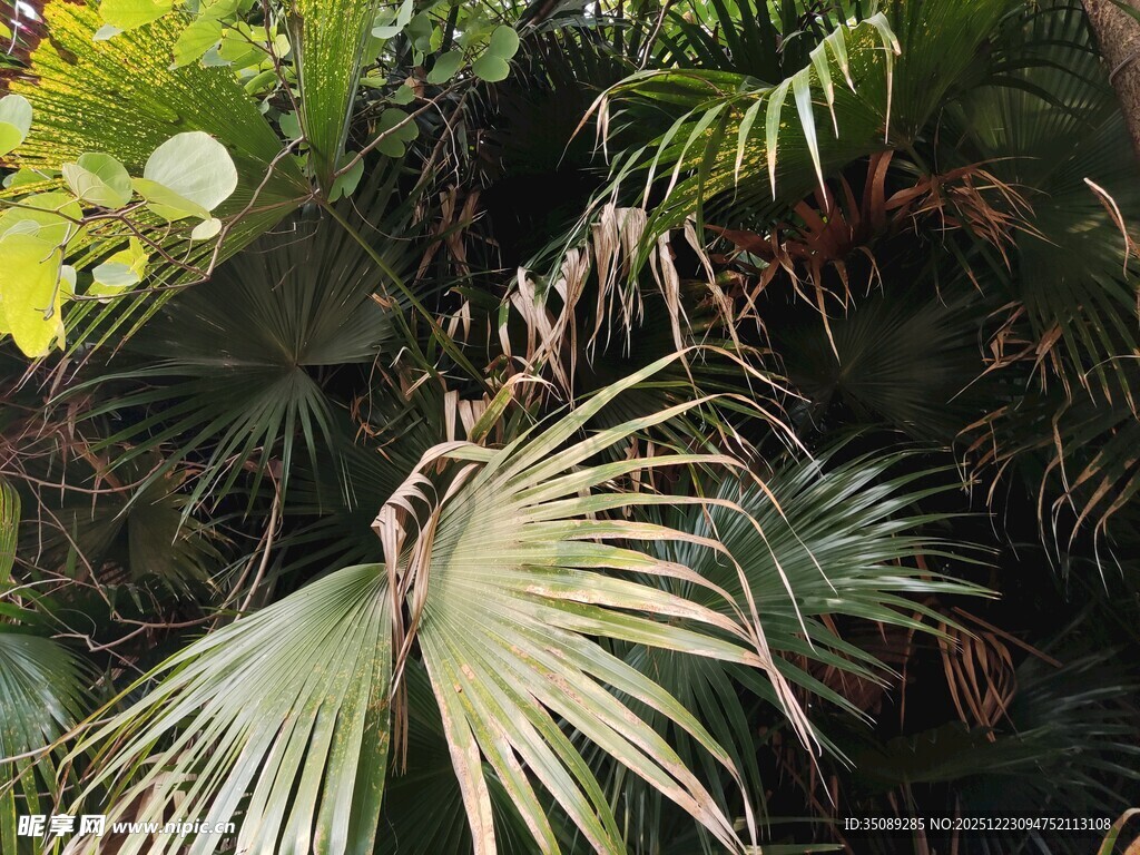热带风情的繁茂棕榈植物