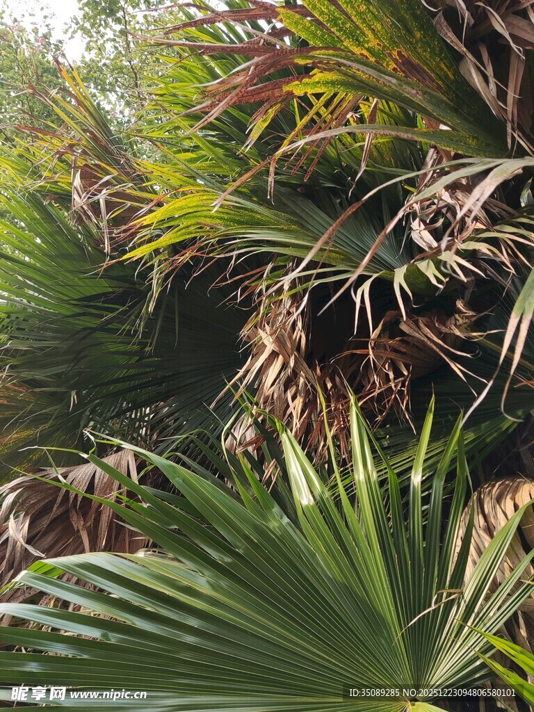 多样热带植物景观