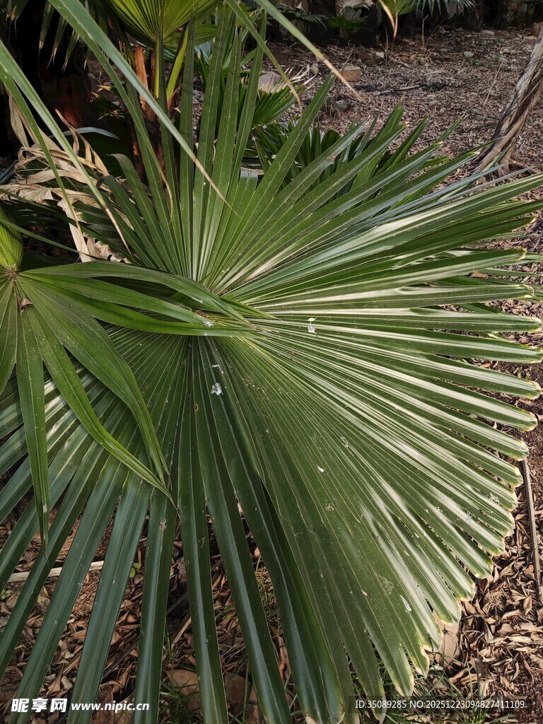 扇形棕榈叶特写