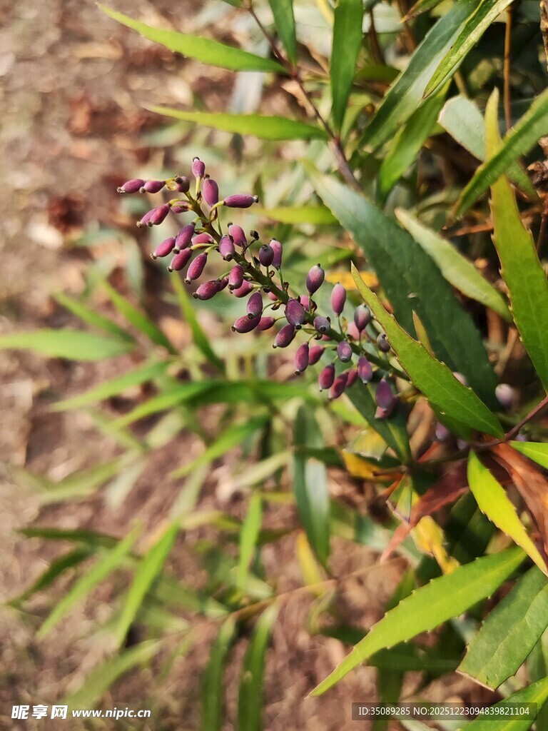 绿叶间的紫色植物果实