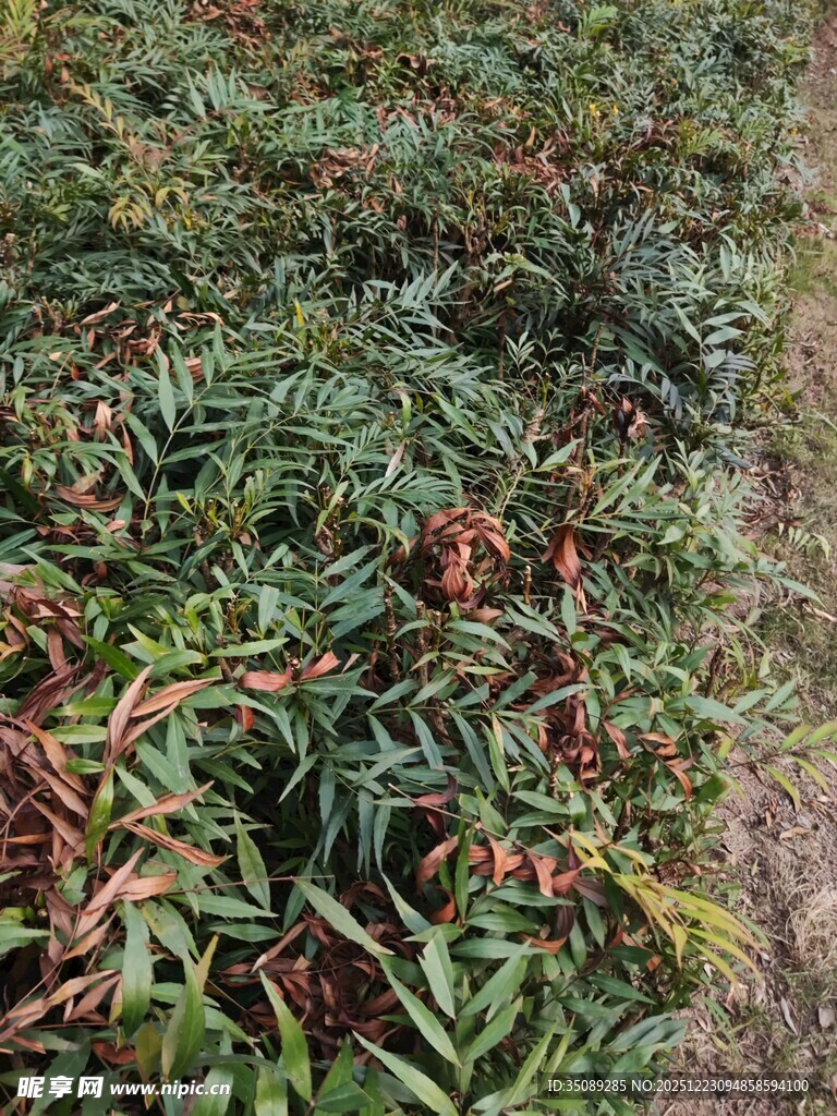 多彩植物覆盖的地面景观