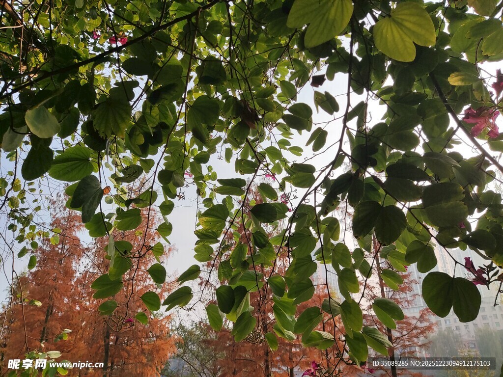 绿叶红树交织的自然景致