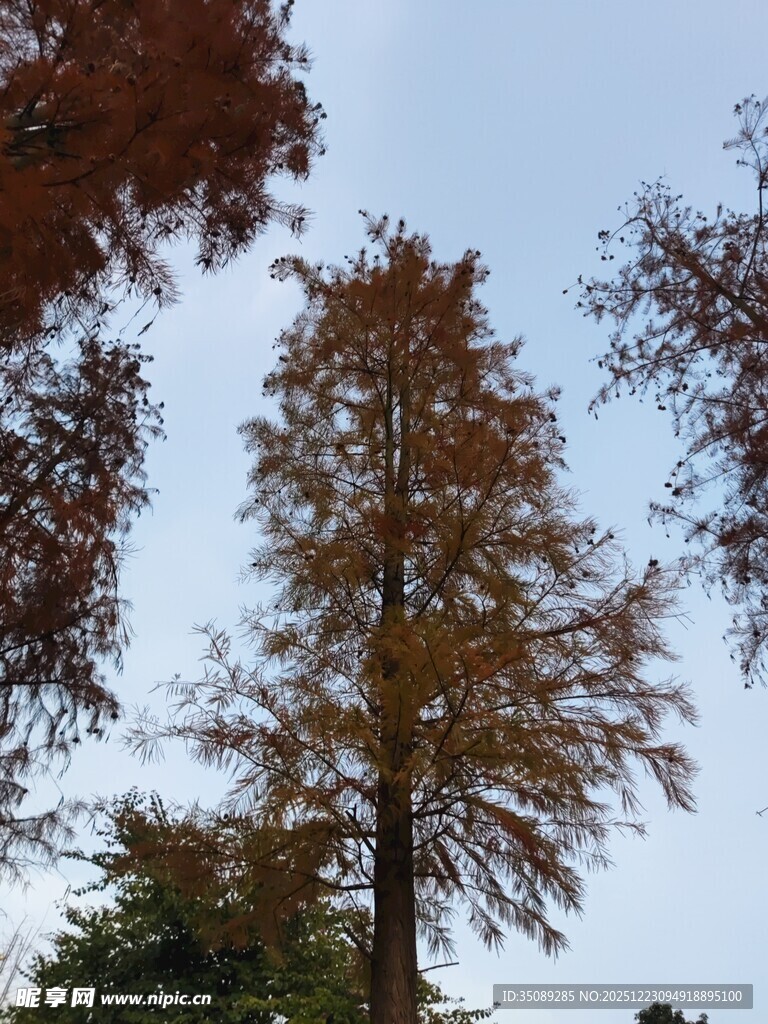 秋日挺拔水杉树景观