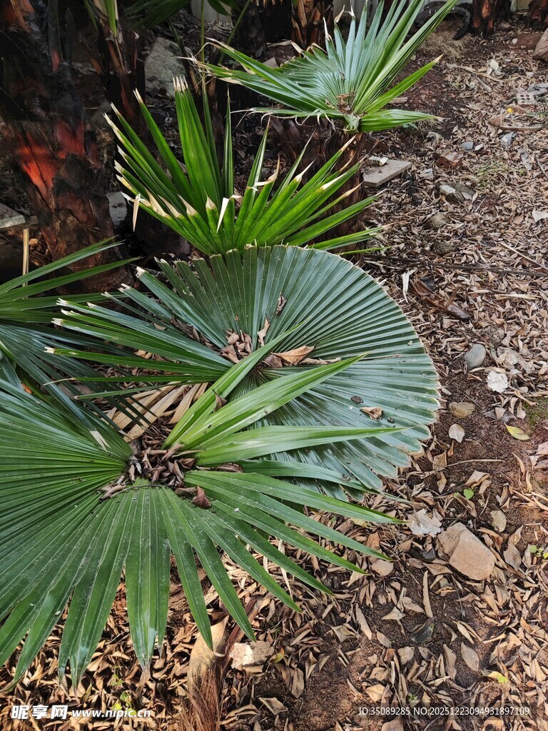 翠绿蒲葵叶片自然景致