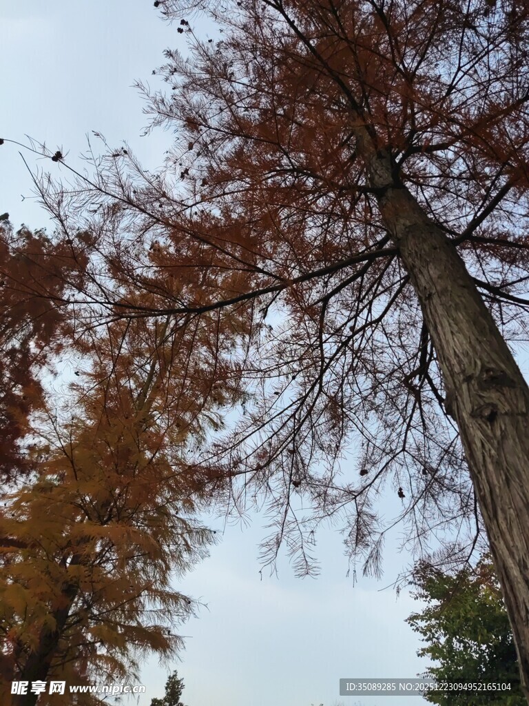 秋日挺拔水杉树