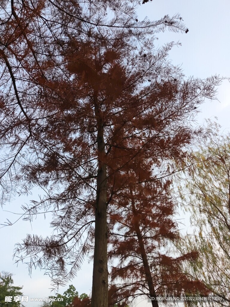 秋日挺拔水杉树