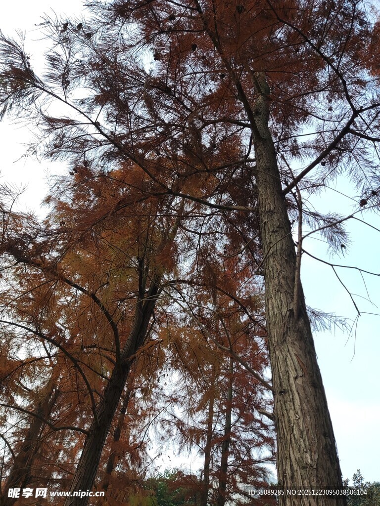 秋日挺拔水杉树景观