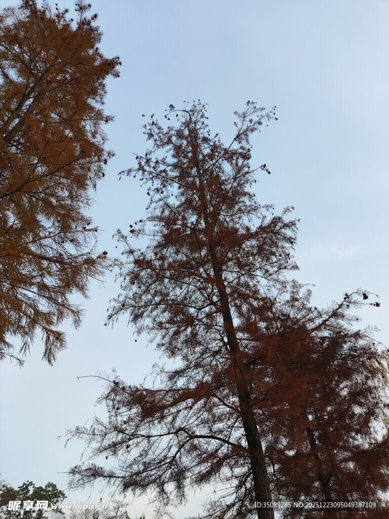 秋日挺拔树木蓝天景象