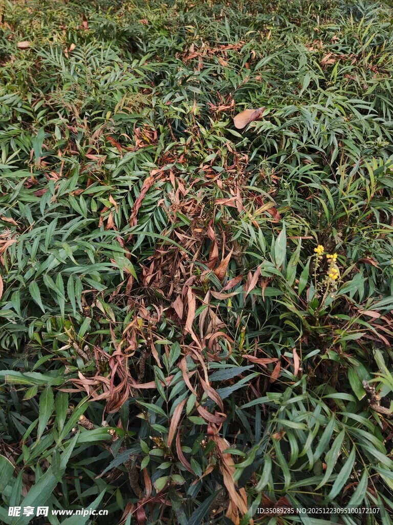 地面上的枯萎植物