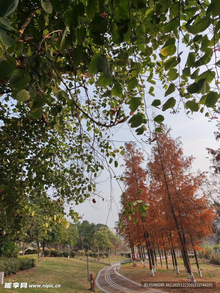 秋日林间小径美景