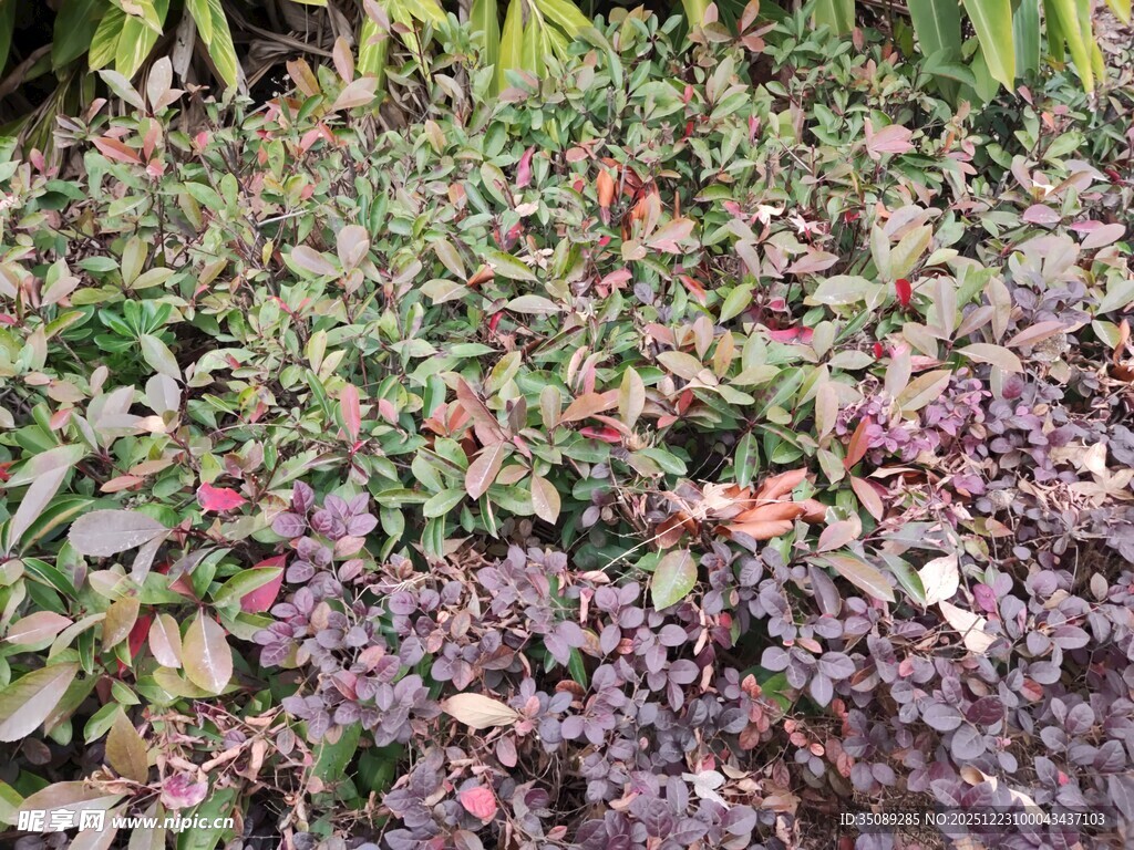 多彩斑斓的植物景观