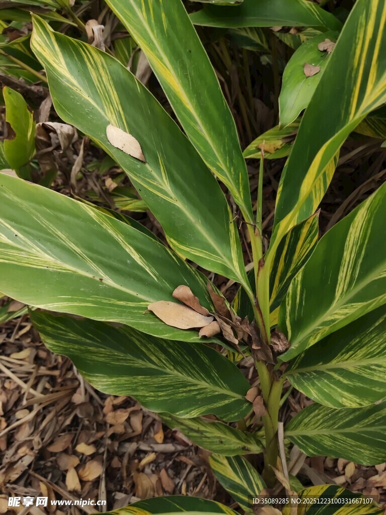黄绿条纹叶片的植物