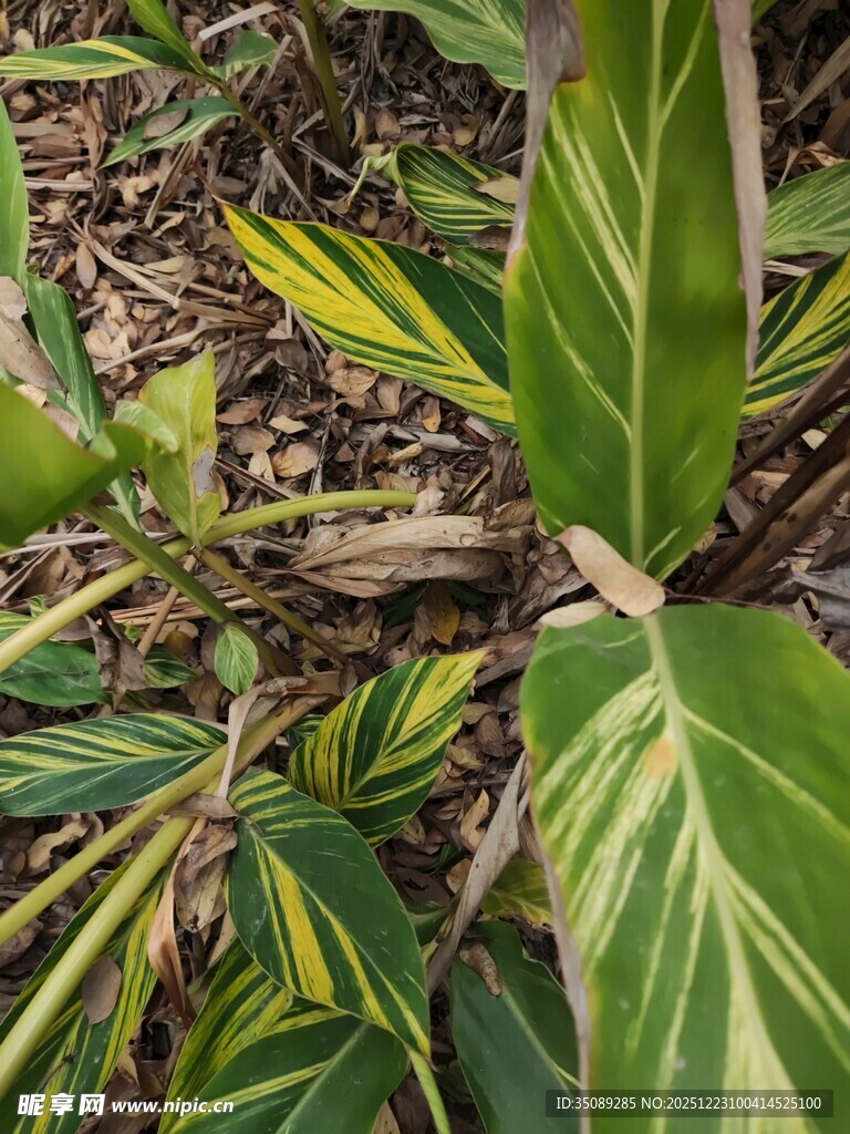 斑斓条纹叶片植物特写