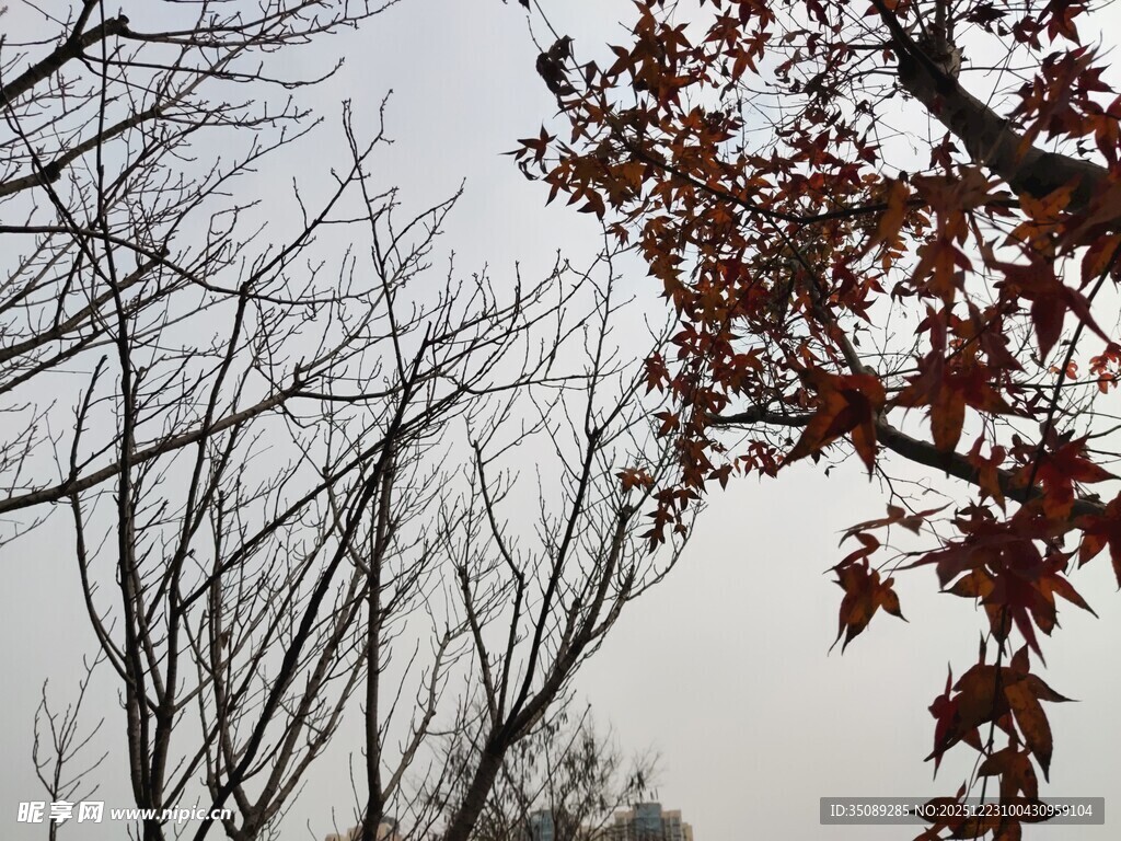 秋日枝头红叶与枯树