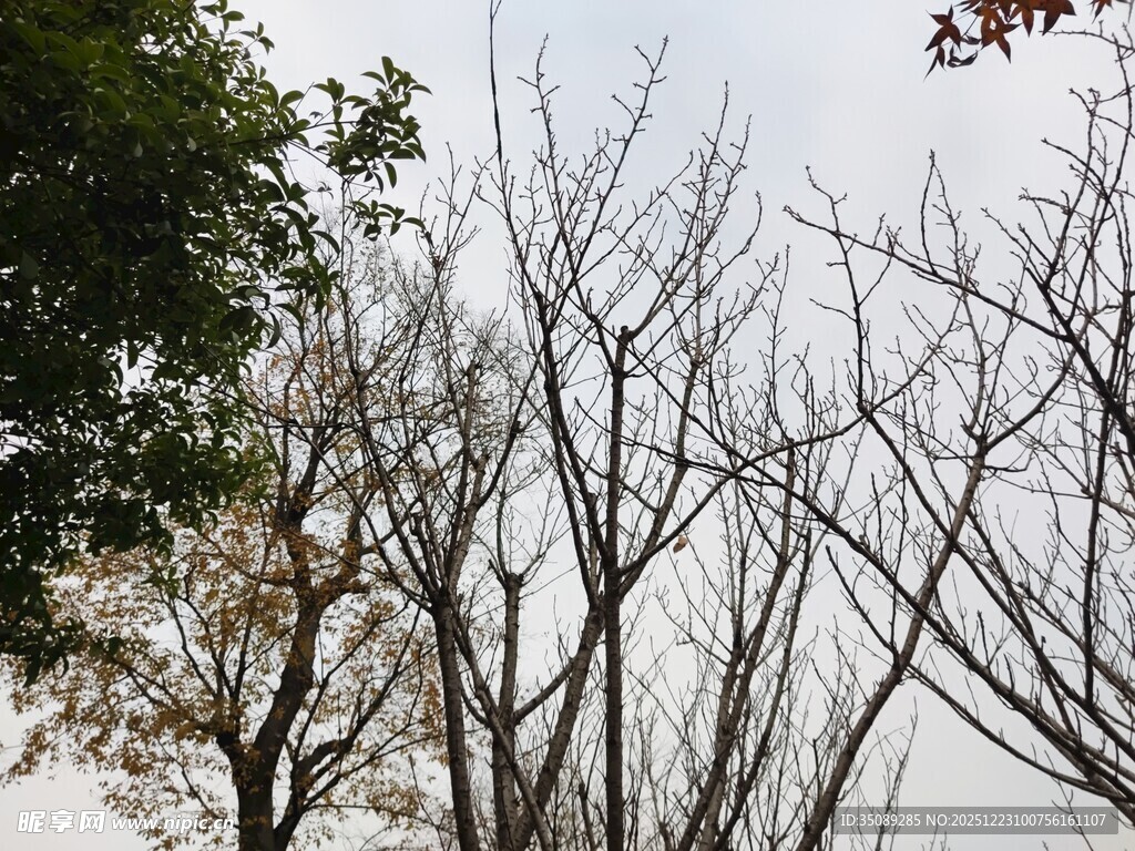 冬日枯树与枝叶景观