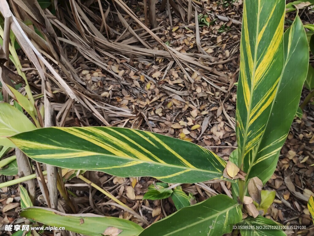 黄绿条纹叶片植物特写